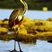 Goliath Heron